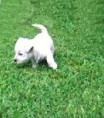 /album/fotogaleria/perritos-14-jpg/